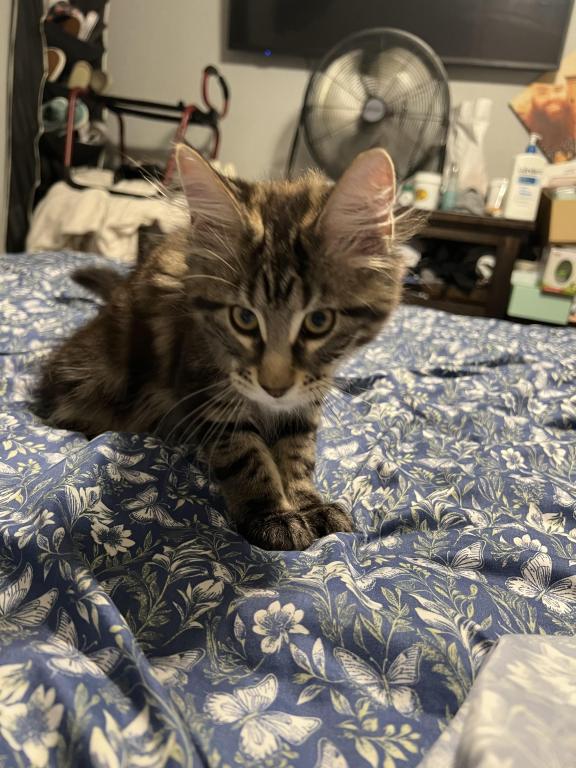 Lilith Litter