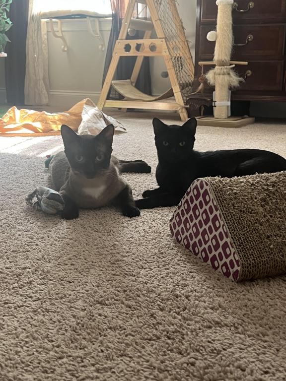 Nugget And Chai photo 1