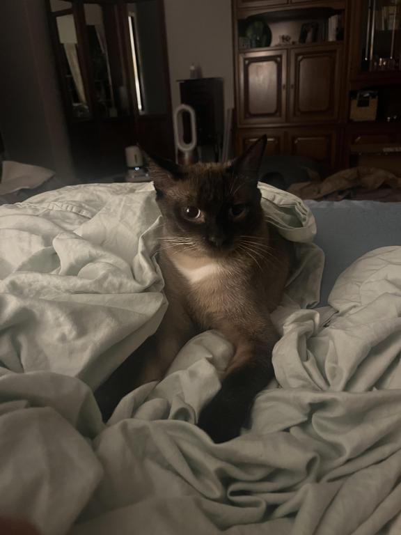 Nugget And Chai photo 2