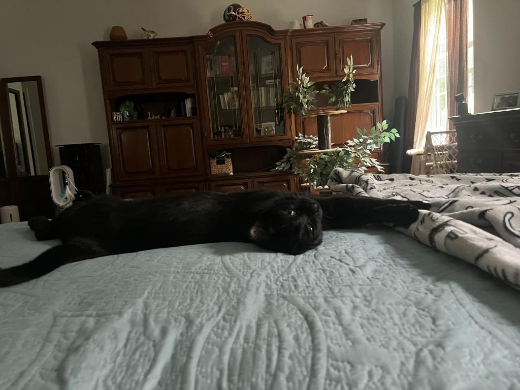 Nugget And Chai photo 3