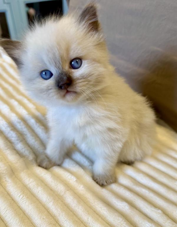 Wish Upon A Star Litter