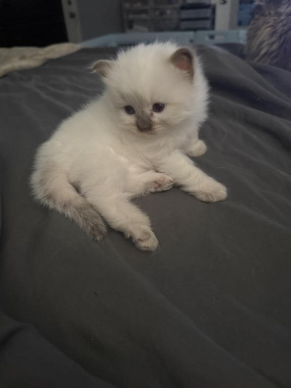 Wish Upon A Star Litter photo 3