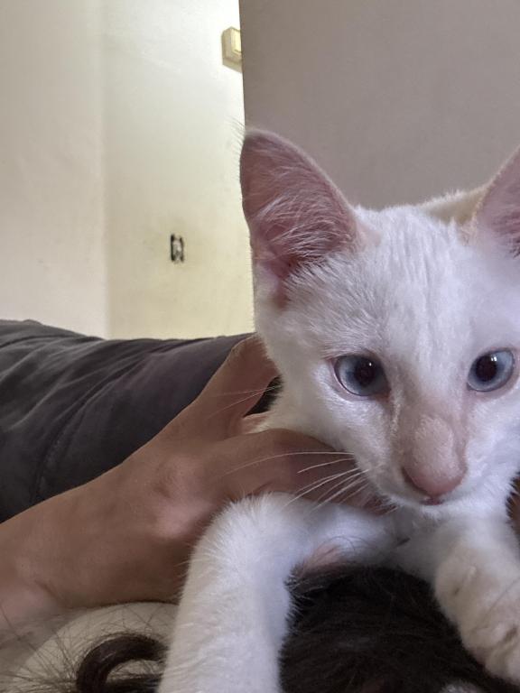 Flame Point Siamese photo 2