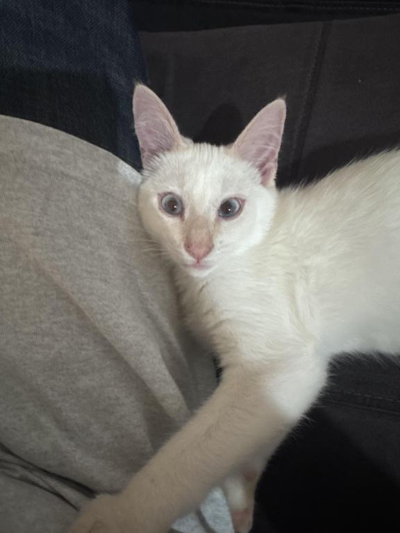 Flame Point Siamese photo 1