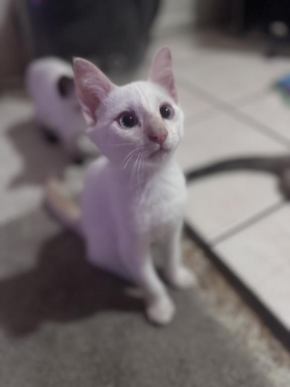 Flame Point Siamese photo 3