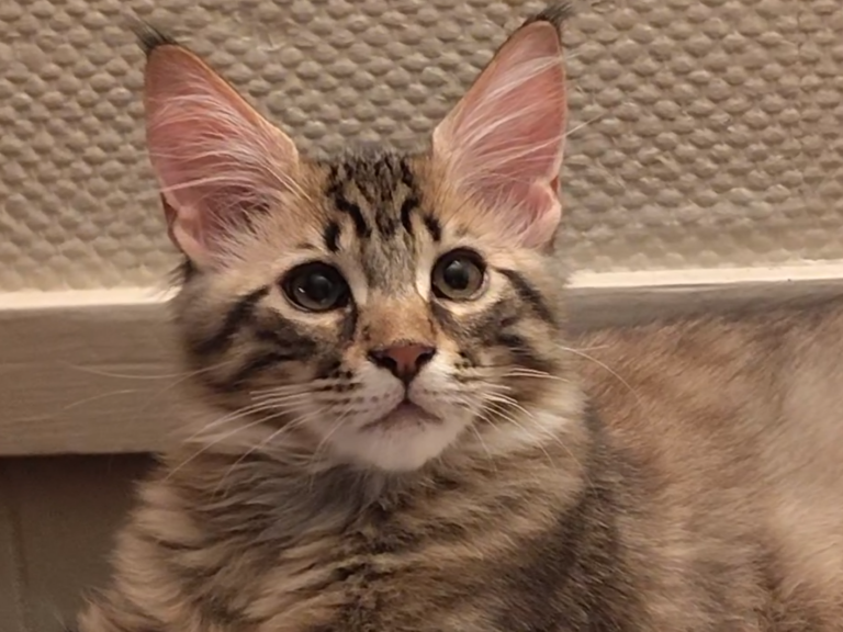 Clara Chia Shakira And Piques Kittens photo 1