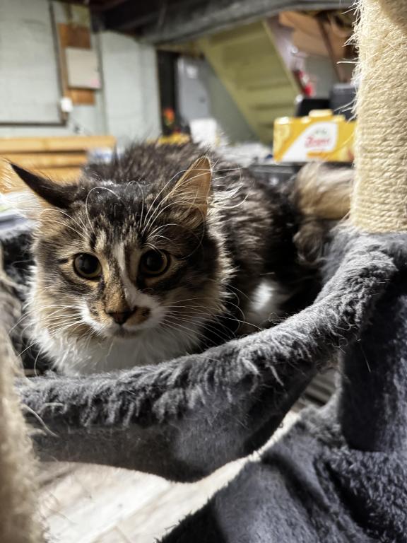 Farm Manx Kittens photo 2