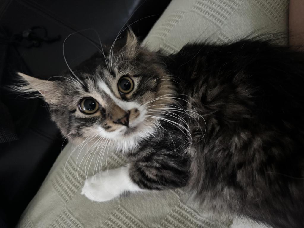 Farm Manx Kittens
