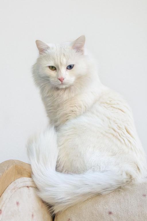 Past Nonwhite Turkish Angora Kittens photo 21