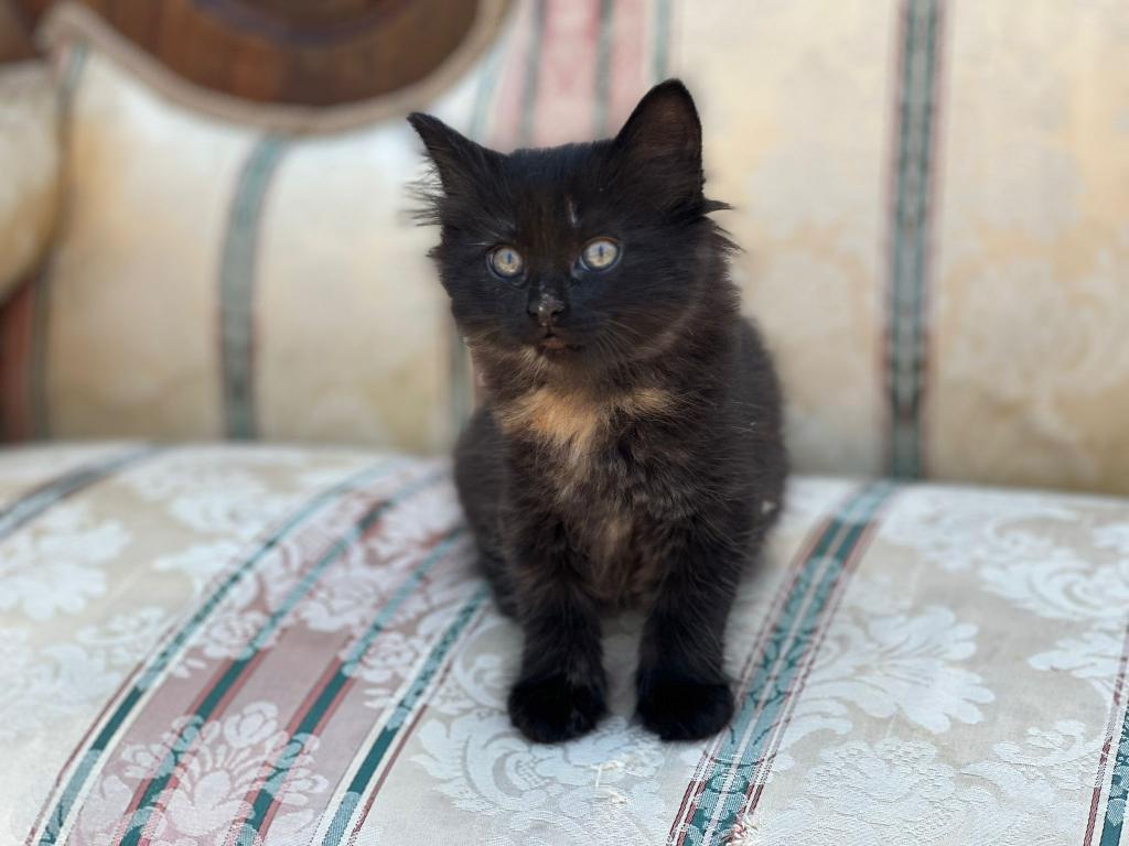 Past Nonwhite Turkish Angora Kittens photo 12