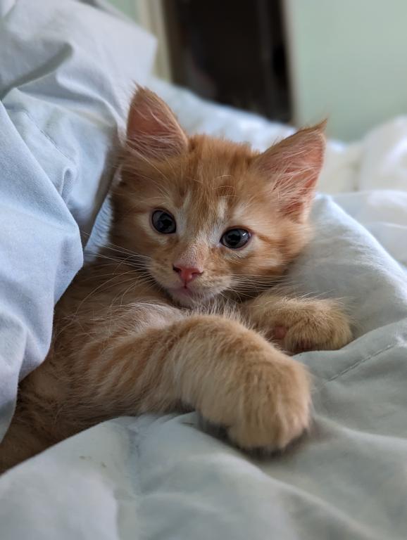 Past Nonwhite Turkish Angora Kittens photo 33