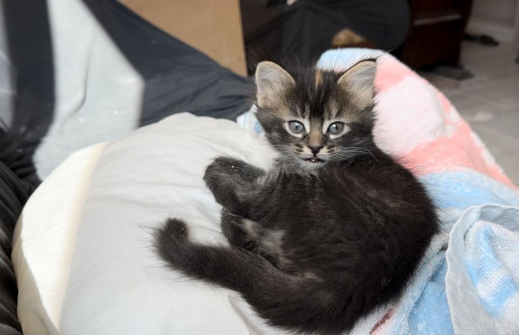 Past Nonwhite Turkish Angora Kittens photo 28