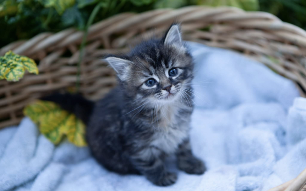 Past Nonwhite Turkish Angora Kittens