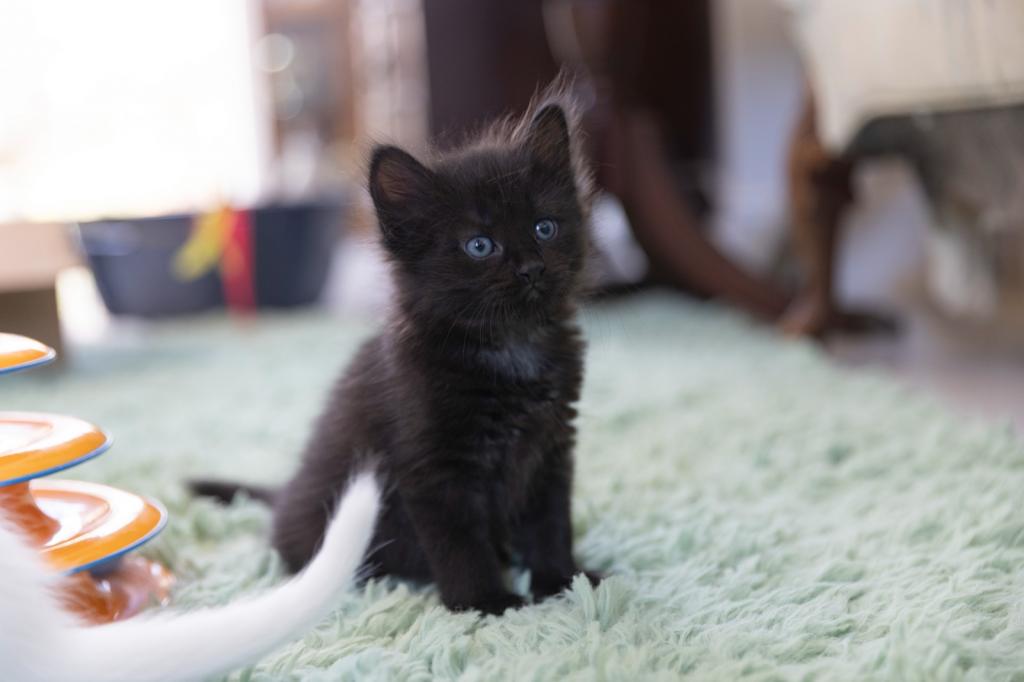 Past Nonwhite Turkish Angora Kittens photo 3