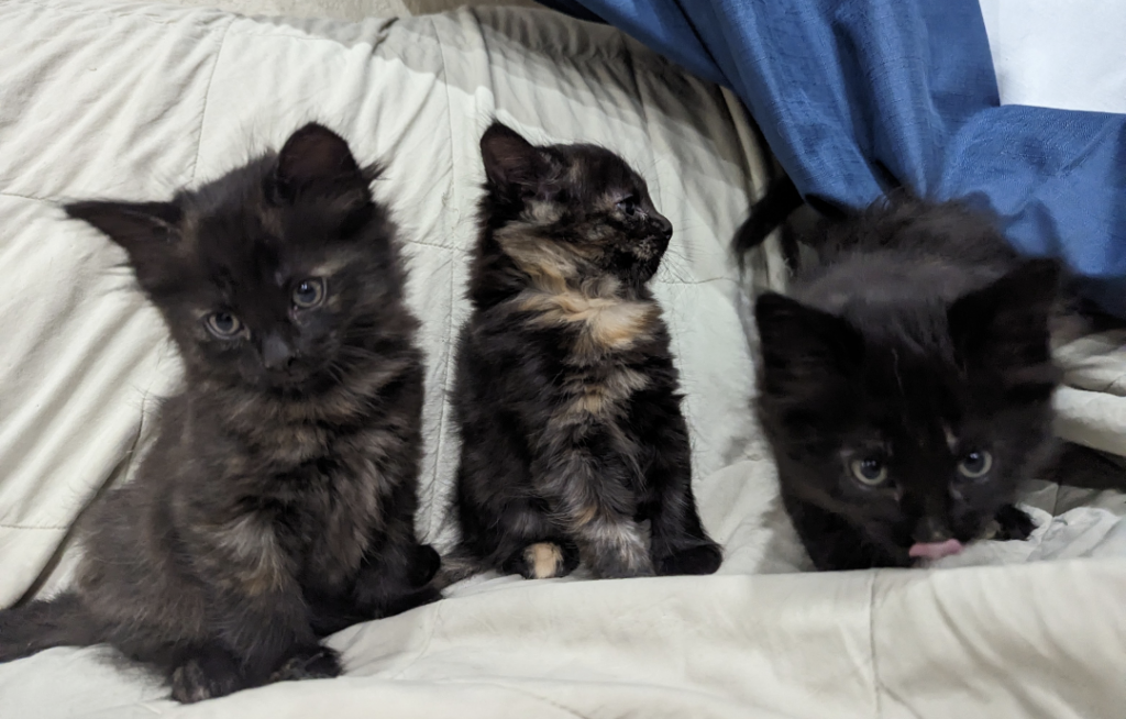 Past Nonwhite Turkish Angora Kittens photo 14
