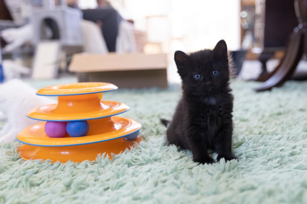 Past Nonwhite Turkish Angora Kittens photo 22