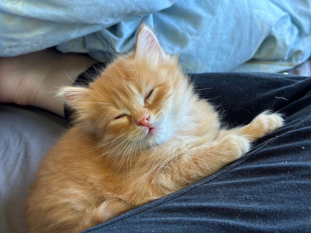 Past Nonwhite Turkish Angora Kittens photo 18