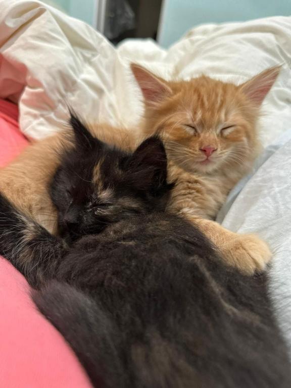 Past Nonwhite Turkish Angora Kittens photo 26