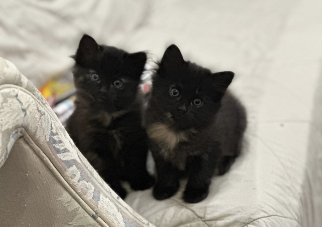 Past Nonwhite Turkish Angora Kittens photo 31