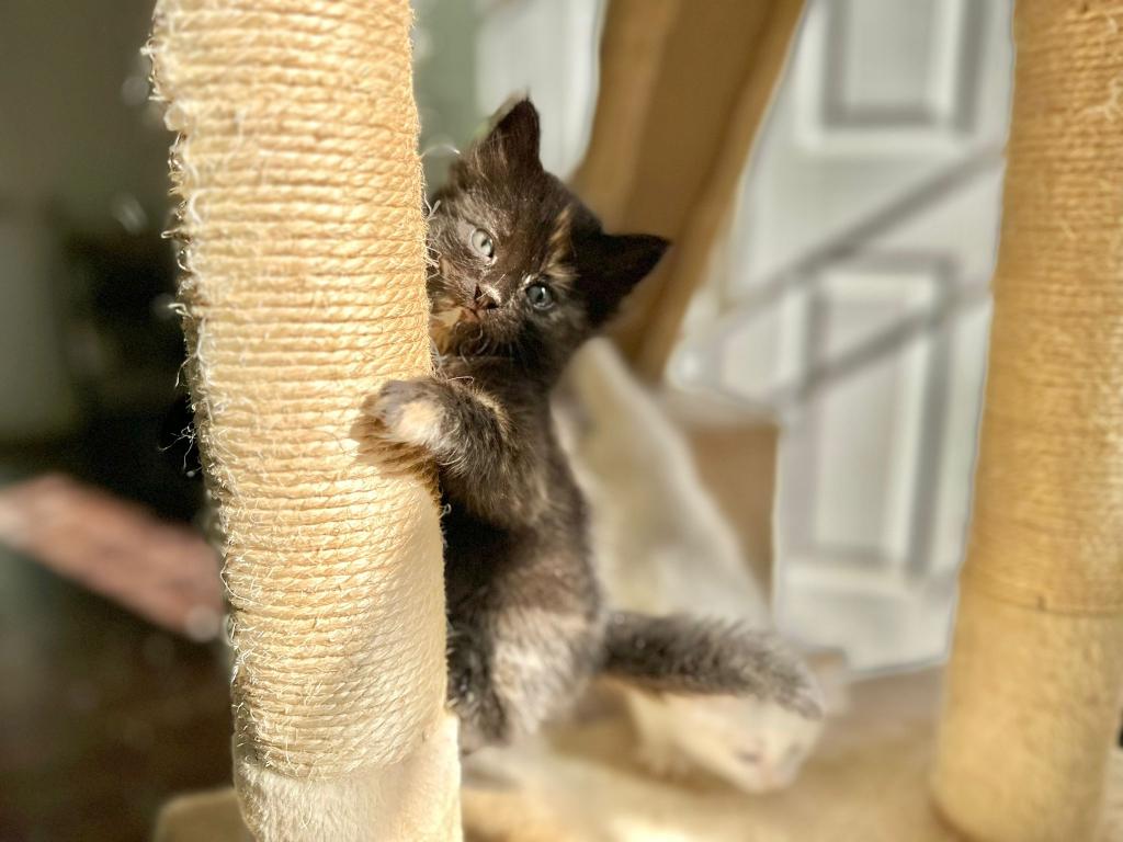 Past Nonwhite Turkish Angora Kittens photo 7