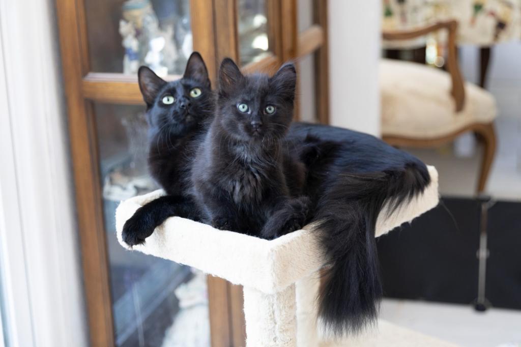 Past Nonwhite Turkish Angora Kittens photo 24