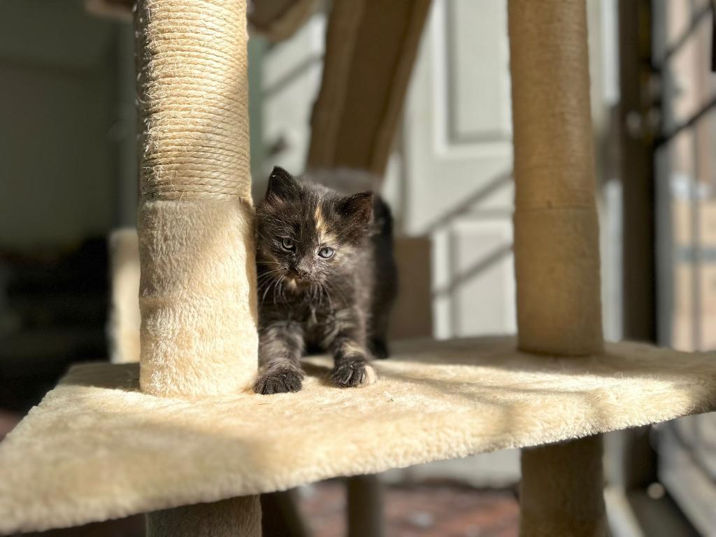 Past Nonwhite Turkish Angora Kittens photo 6