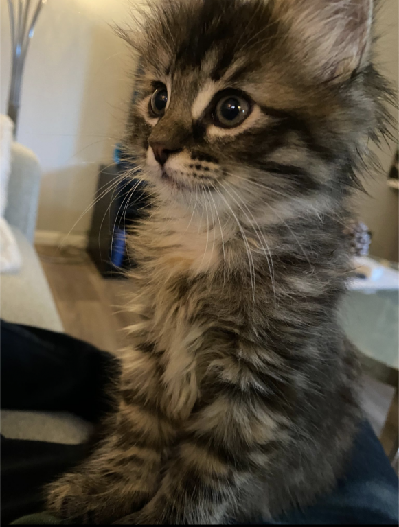 Past Nonwhite Turkish Angora Kittens photo 4
