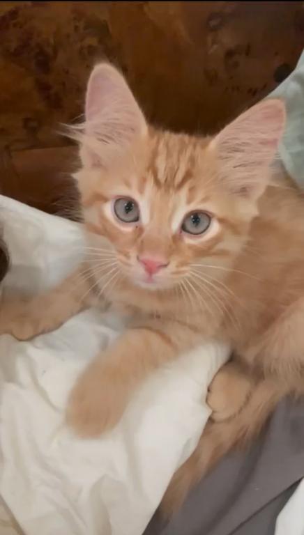 Past Nonwhite Turkish Angora Kittens photo 20