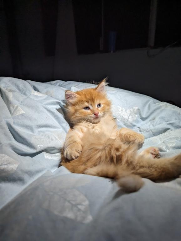 Past Nonwhite Turkish Angora Kittens photo 17