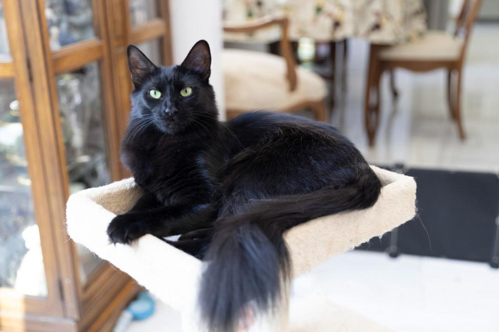 Past Nonwhite Turkish Angora Kittens photo 2