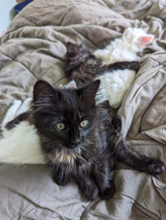 Past Nonwhite Turkish Angora Kittens photo 30