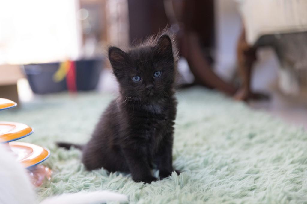 Past Nonwhite Turkish Angora Kittens photo 23