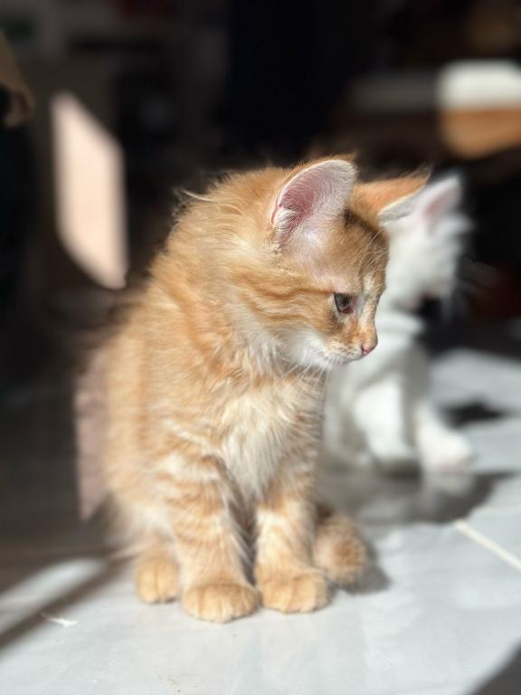 Past Nonwhite Turkish Angora Kittens photo 19