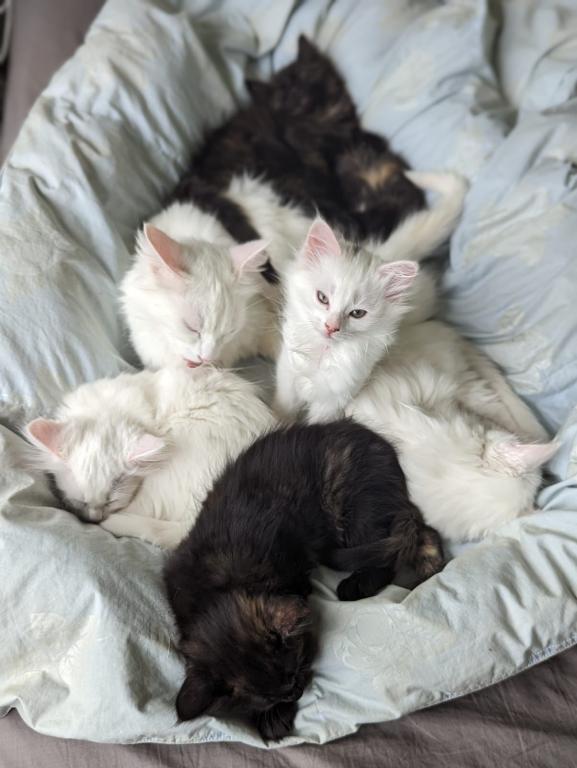 Past Nonwhite Turkish Angora Kittens photo 10