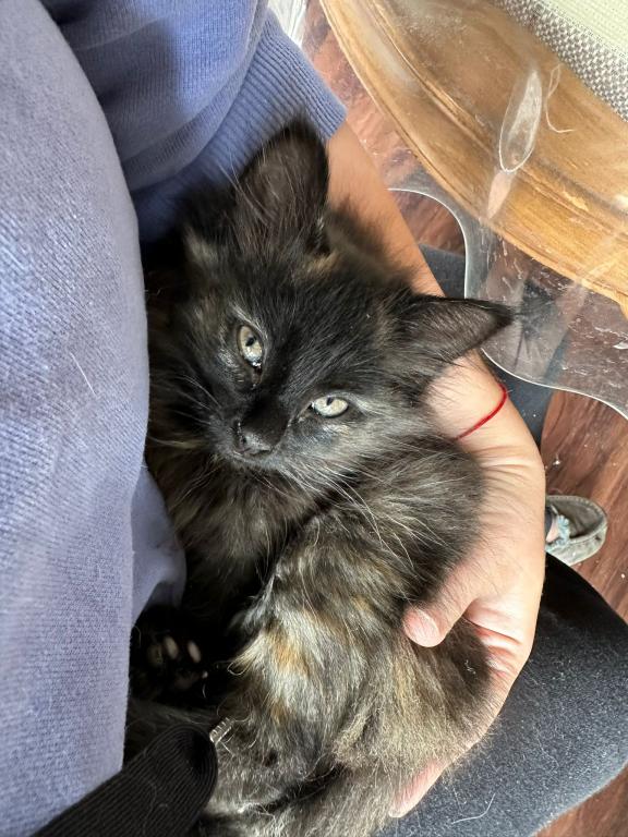 Past Nonwhite Turkish Angora Kittens photo 29