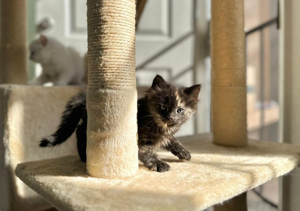 Past Nonwhite Turkish Angora Kittens photo 9