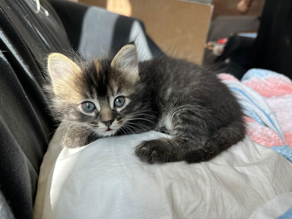Past Nonwhite Turkish Angora Kittens photo 5