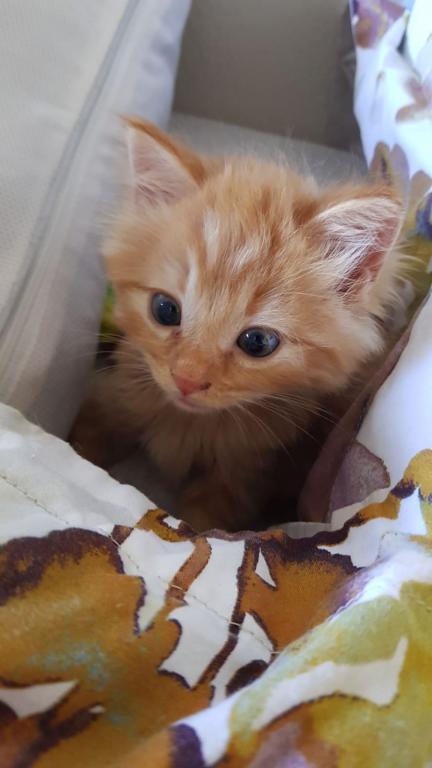 Past Nonwhite Turkish Angora Kittens photo 16