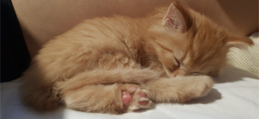 Past Nonwhite Turkish Angora Kittens photo 25