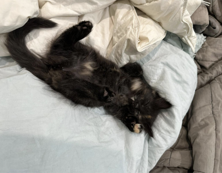 Past Nonwhite Turkish Angora Kittens photo 15