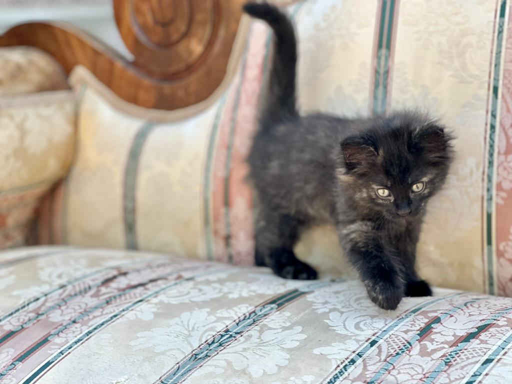 Past Nonwhite Turkish Angora Kittens photo 11