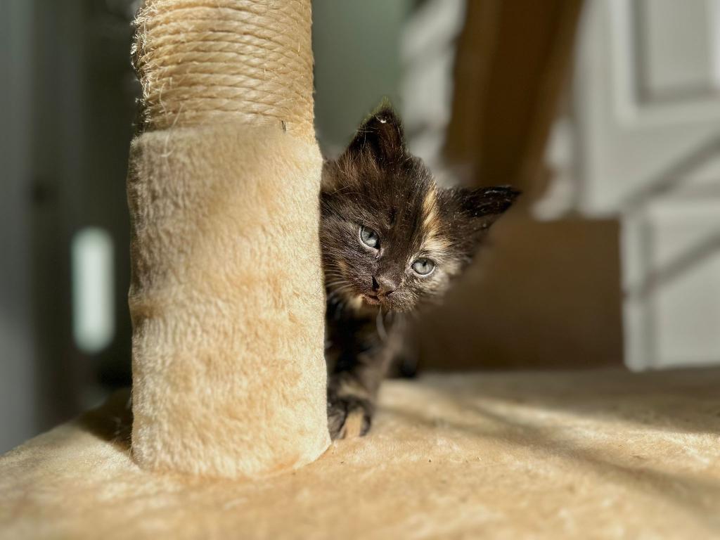 Past Nonwhite Turkish Angora Kittens photo 27