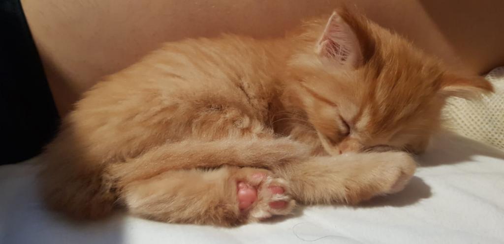 Past Nonwhite Turkish Angora Kittens photo 32