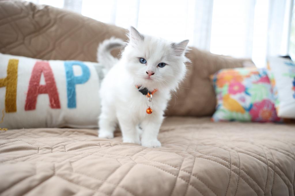 5 Kittens
