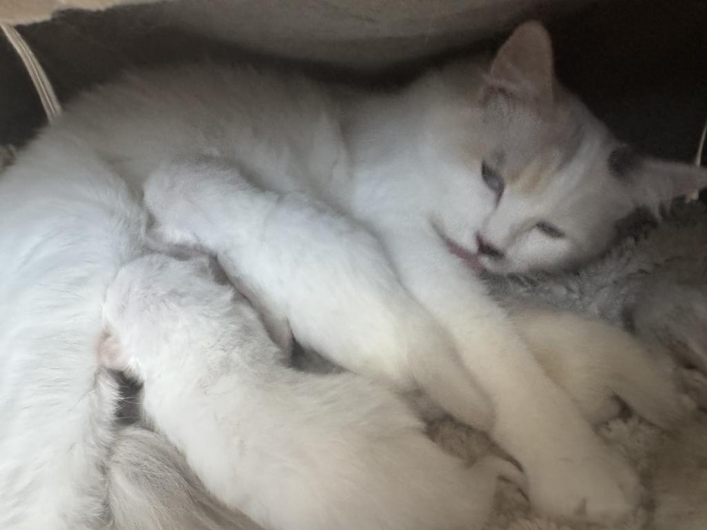 5 Kittens photo 19