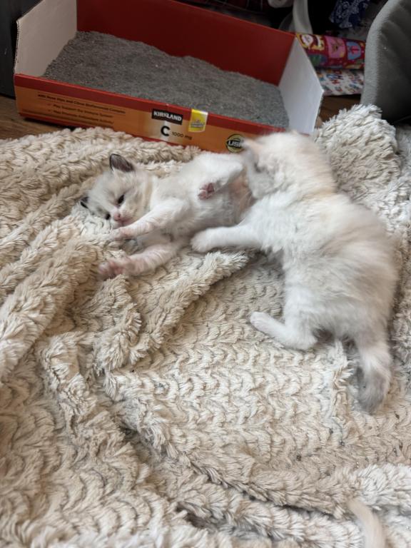 5 Kittens photo 12