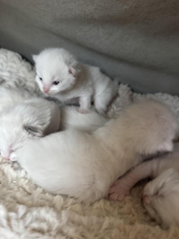 5 Kittens photo 17