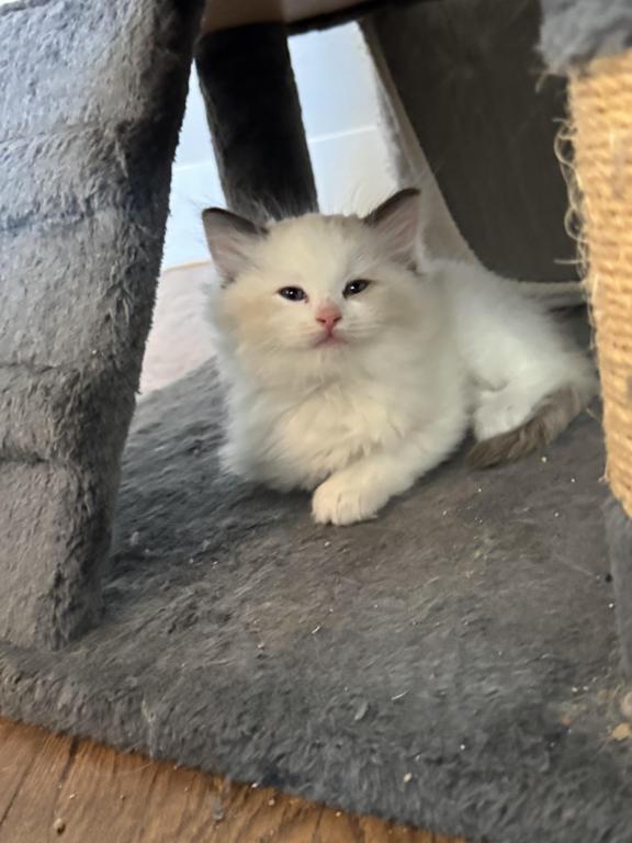 5 Kittens photo 8