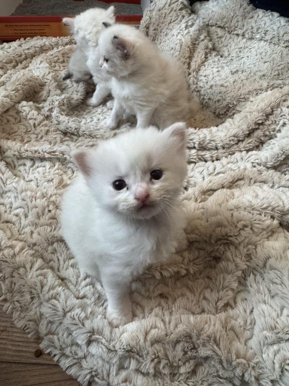 5 Kittens photo 11