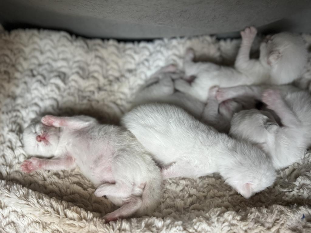 5 Kittens photo 18